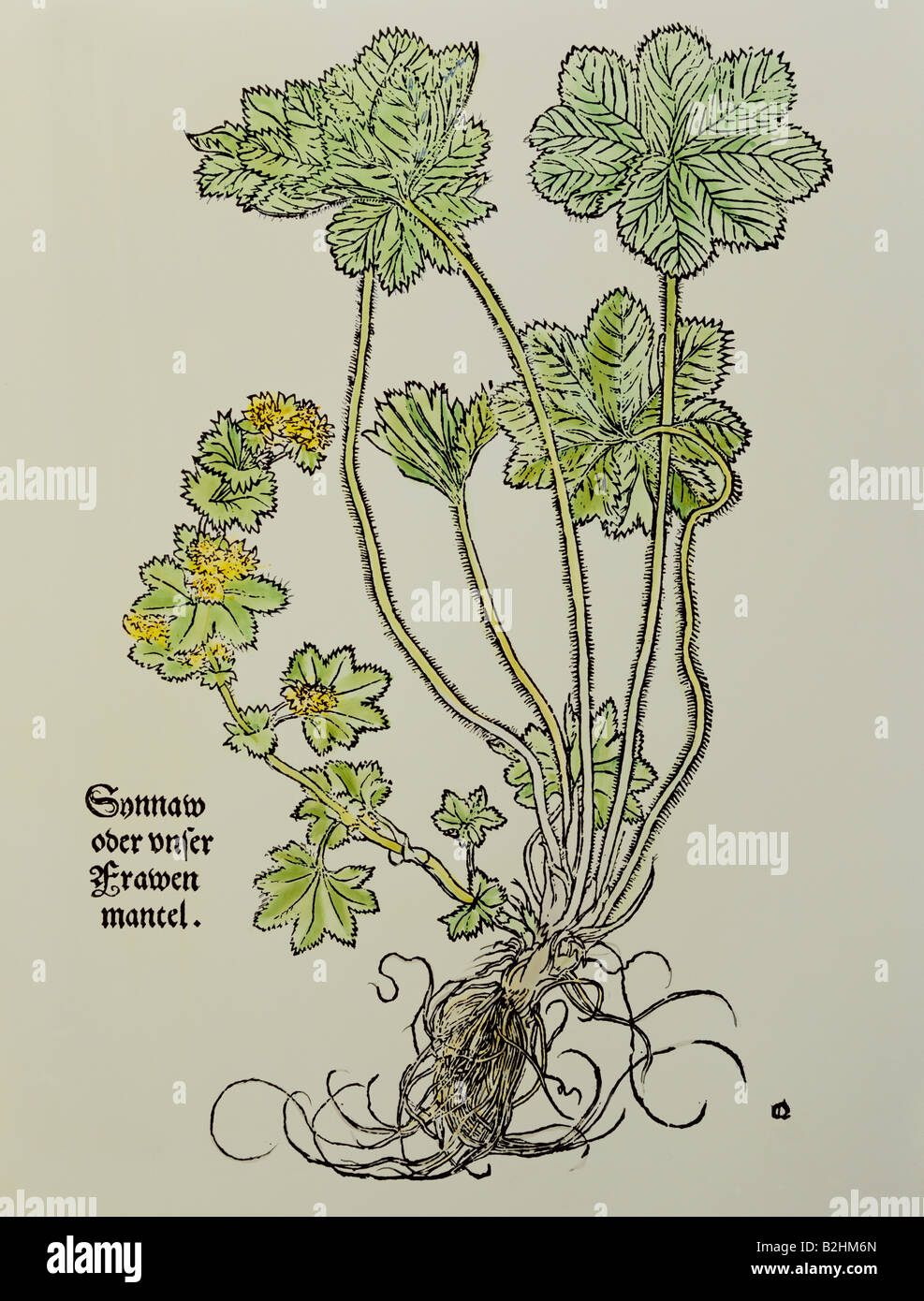 botany, herbs, lady`s mantle (Alchemilla), from 'Contrafayt Kreuterbuch' (Illustrated herbal book), by Otho Brunfels (1489 - 1534), woodcut, coloured, by Hans Weidnitz, Strasbourg, Germany, 1532, Stock Photo